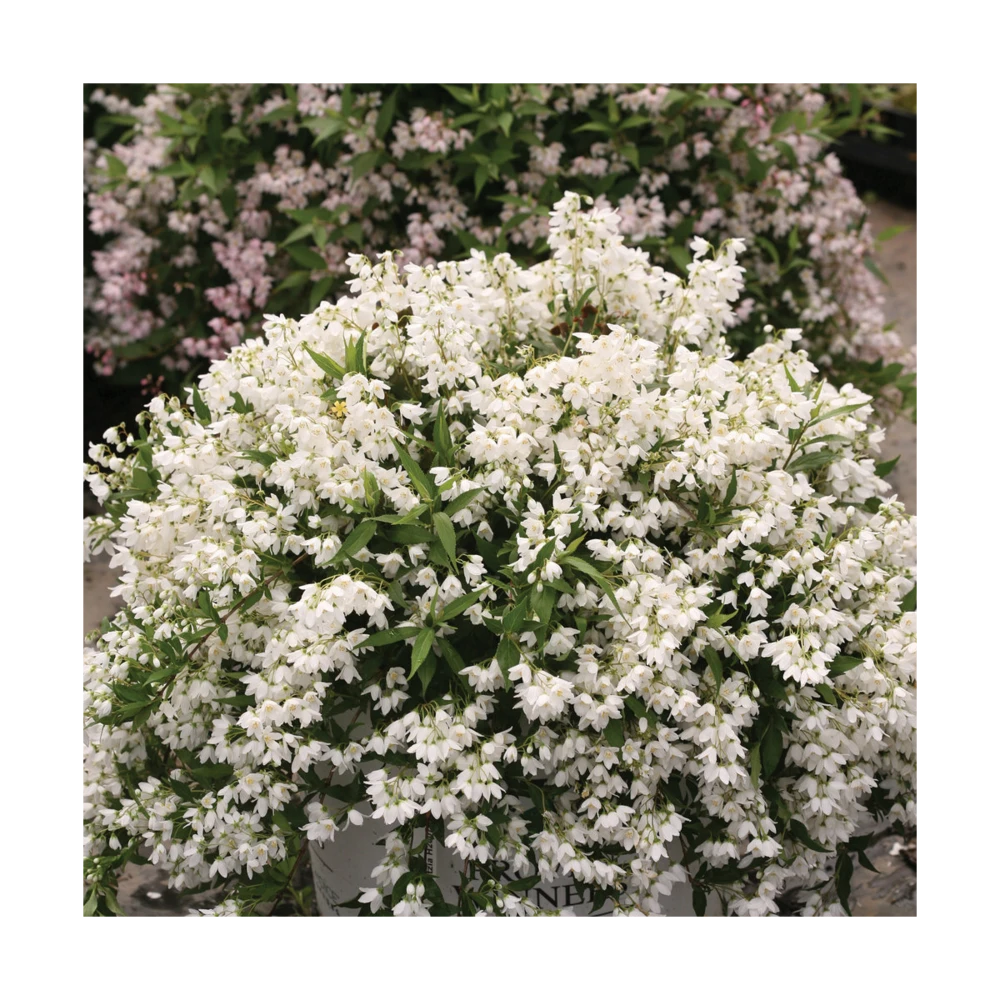 Deutzie X Hybrida Yuki Snowflake® 'ncdx1'/pot De 3l - 20/40 Cm 3 Deutzie X Hybrida Yuki Snowflake® 'ncdx1'/pot De 3l - 20/40 Cm – Image 3