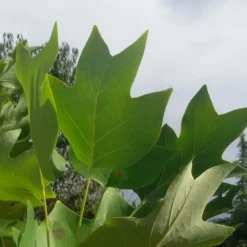 Tulipier De Virginie Tulipifera/pot De 25l - 175/200 Cm -Promos Jardesia Magasin 6400987ca6fd14.80585266