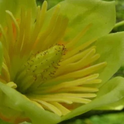 Tulipier De Virginie Tulipifera/pot De 25l - 175/200 Cm -Promos Jardesia Magasin 6400987cb42711.62826386