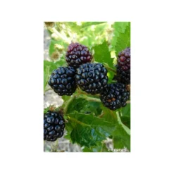 Murier 'montblanc' - 3l