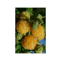 Framboisier 'golden Everest' - 1,5l