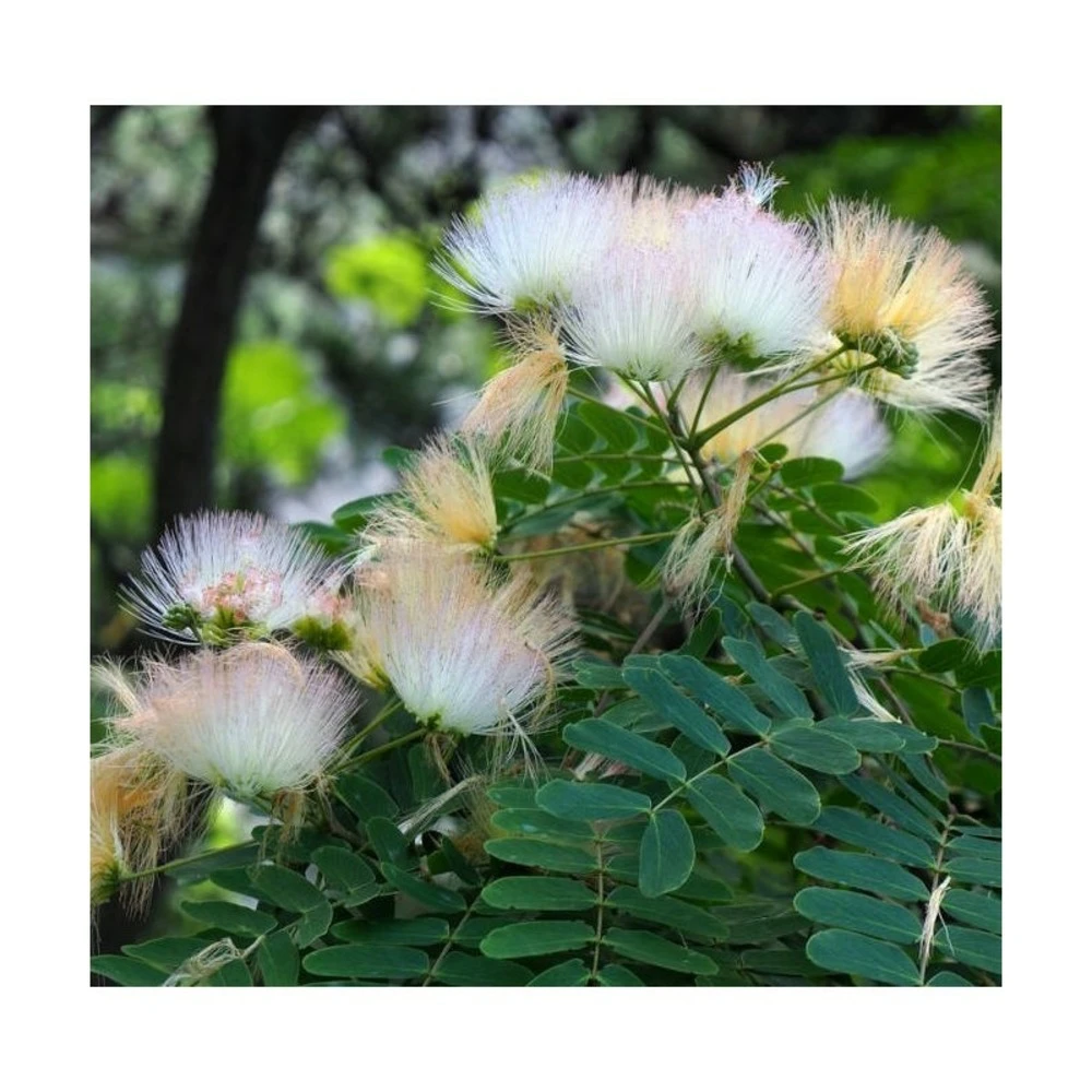 Albizia Kalkora (arbre à Soie Persane) Blanc - Taille Pot De 3.5l - 80/100cm 1 Albizia Kalkora (arbre à Soie Persane) Blanc - Taille Pot De 3.5l - 80/100cm
