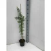 Acacia Baileyana 'purpurea' (acacia Pourpre De Bailey) Jaune - Taille Pot De 3 Litres - 80/100 Cm