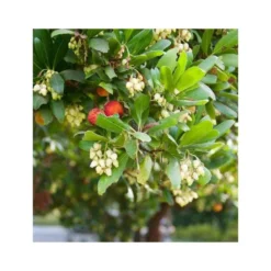 Arbutus Unedo Var. Rubra (arbousier) Blanc - Taille Pot De 2 Litres ? 30/40 Cm -Promos Jardesia Magasin 64038b70be2740.89600374