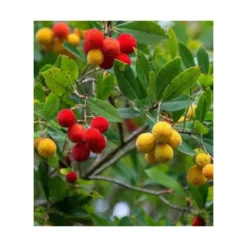 Arbutus Unedo Var. Rubra (arbousier) Blanc - Taille Pot De 2 Litres ? 30/40 Cm -Promos Jardesia Magasin 64038b70c1f563.02804112