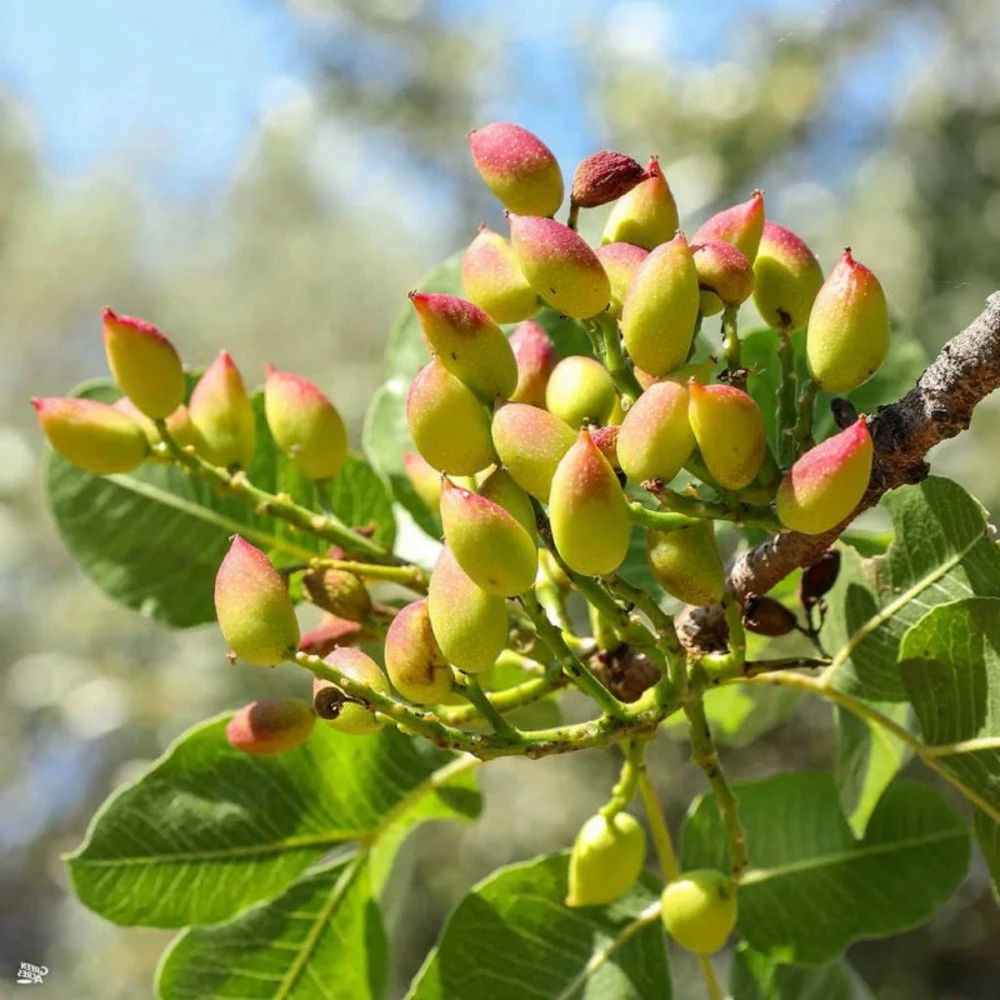Pistachia Vera Adulte (pistachier) Blanc - Taille Pot De 40 Litres - 140/160 Cm 1 Pistachia Vera Adulte (pistachier) Blanc - Taille Pot De 40 Litres - 140/160 Cm