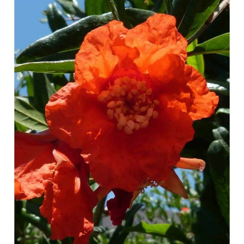 Punica Granatum (grenadier à Fruits) Rouge - Taille Pot De 17 Litres ? 160/180 Cm 4 Punica Granatum (grenadier à Fruits) Rouge - Taille Pot De 17 Litres ? 160/180 Cm – Image 4