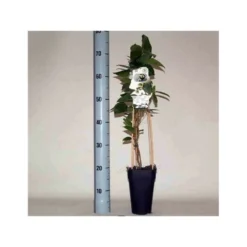 Actinidia Arguta Ken's Red ( Kiwai, Nergi, Kiwi De Sibérie, Kiwi Nain) Taille Pot De 2 Litres ? 40/60 Cm