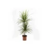 Dracaena Marginata 'green' (dragonnier) Taille Pot De 6l - 4 Pieds - 110/130cm