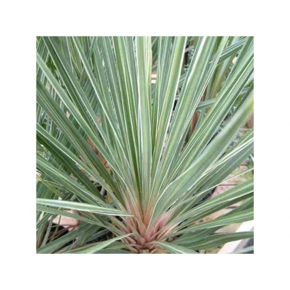 Cordyline Australis Pink Champagne Blanc - Taille Pot De 7 Litres ? 60/80 Cm 1 Cordyline Australis Pink Champagne Blanc - Taille Pot De 7 Litres ? 60/80 Cm