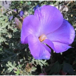 Alyogine Huegelii Var. Santa Cruz Bleu - Taille Pot De 2 Litres - 50/70 Cm