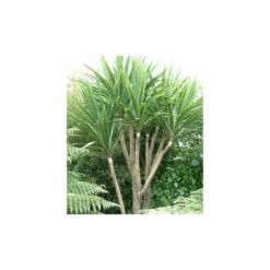 Cordyline Australis Blanc - Taille Pot De 7 Litres ? 100/120 Cm -Promos Jardesia Magasin 64038b92a6b338.42905672