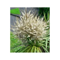 Cordyline Australis Blanc - Taille Pot De 7 Litres ? 100/120 Cm -Promos Jardesia Magasin 64038b92aa5d03.85365478
