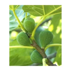 Ficus Carica (figuier) Blanc - Taille Pot De 5 Litres ? 80/100 Cm -Promos Jardesia Magasin 64038b954fb694.54877303