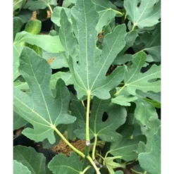 Ficus Carica (figuier) Blanc - Taille Pot De 5 Litres ? 80/100 Cm -Promos Jardesia Magasin 64038b955ffd22.54349580