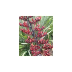 Phormium Tenax (lin De Nouvelle-zélande) Taille Pot De 6 Litres - 80/100 Cm - Jaune Et Rouge -Promos Jardesia Magasin 64038b99050997.37885403