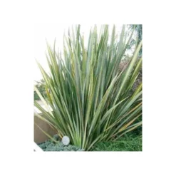 Phormium Tenax (lin De Nouvelle-zélande) Taille Pot De 6 Litres - 80/100 Cm - Jaune Et Rouge -Promos Jardesia Magasin 64038b99176297.65900660