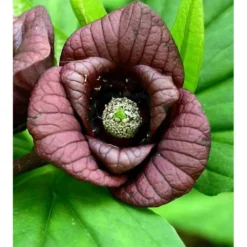 Asimina Triloba (paw Paw) Violet - Taille Pot De 3 Litres ? 60/80 Cm -Promos Jardesia Magasin 64038b9fa4f3b3.84181645