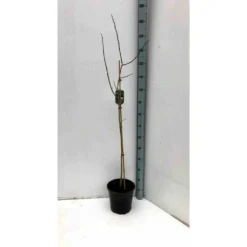 Asimina Triloba (paw Paw) Violet - Taille Pot De 3 Litres ? 60/80 Cm -Promos Jardesia Magasin 64038b9fb3ae60.80856107