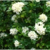 Murraya Paniculata (buis De Chine, Bois Jasmin, Oranger Jasmin) Blanc - Taille Pot De 25l- 125/150cm