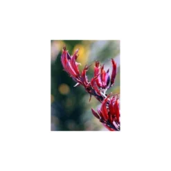 Phormium Tenax Var. Purpurea (lin De Nouvelle-zélande) Taille Pot De 2 Litres ? 30/40 Cm - Jaune Et Rouge -Promos Jardesia Magasin 64038ba73a0965.17614616