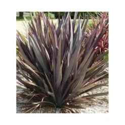Phormium Tenax Var. Purpurea (lin De Nouvelle-zélande) Taille Pot De 2 Litres ? 30/40 Cm - Jaune Et Rouge -Promos Jardesia Magasin 64038ba73e8b16.29335605