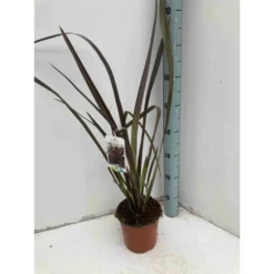 Phormium Tenax Var. Purpurea (lin De Nouvelle-zélande) Taille Pot De 2 Litres ? 30/40 Cm - Jaune Et Rouge