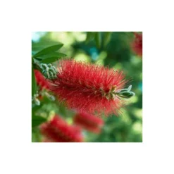 Callistemon Laevis Rouge - Taille Pot De 2 Litres - 60/80 Cm -Promos Jardesia Magasin 64038bac7da2a5.13759844