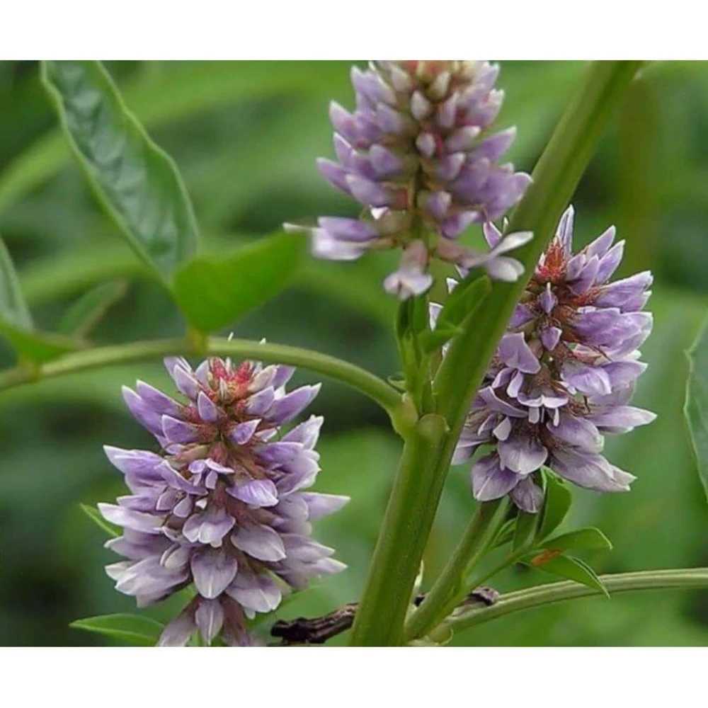 Glycyrrhiza Glabra (réglisse) Taille Pot De 3 Litres - 30/40cm - Rose Violacé 1 Glycyrrhiza Glabra (réglisse) Taille Pot De 3 Litres - 30/40cm - Rose Violacé