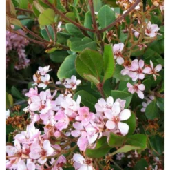 Rhaphiolepis Indica Taille Pot De 2 Litres ? 20/30 Cm - Rose -Promos Jardesia Magasin 64038baf4762c1.44792849