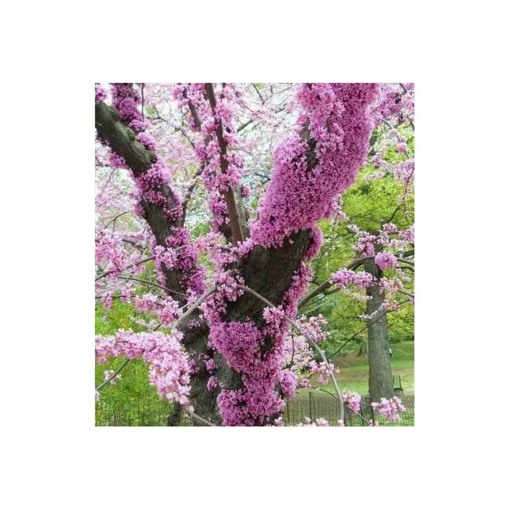 Cercis Siliquastrum (arbre De Judée) Taille Pot De 6 Litres - 140/150cm - Rose 2 Cercis Siliquastrum (arbre De Judée) Taille Pot De 6 Litres - 140/150cm - Rose – Image 2