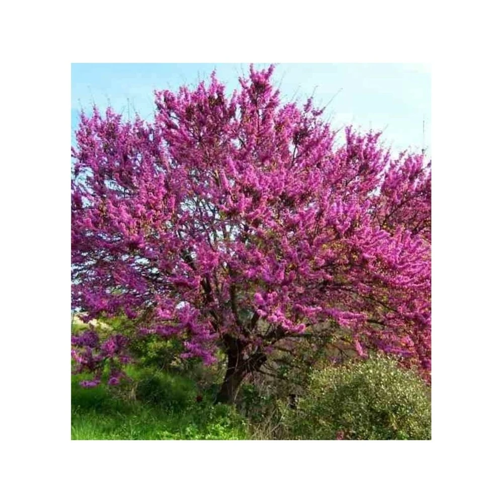 Cercis Siliquastrum (arbre De Judée) Taille Pot De 6 Litres - 140/150cm - Rose 1 Cercis Siliquastrum (arbre De Judée) Taille Pot De 6 Litres - 140/150cm - Rose