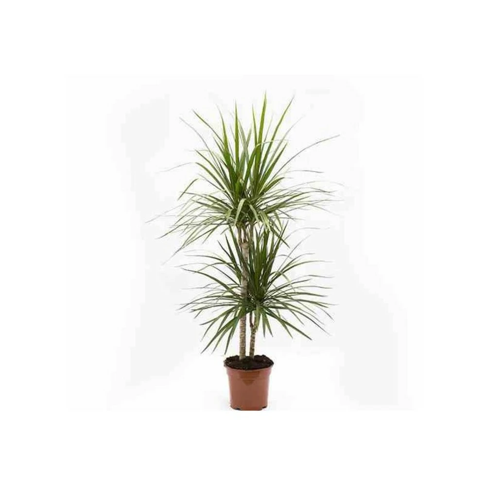 Dracaena Marginata 'green' (dragonnier) Taille Pot De 3 Litres - 50/60 Cm 1 Dracaena Marginata 'green' (dragonnier) Taille Pot De 3 Litres - 50/60 Cm