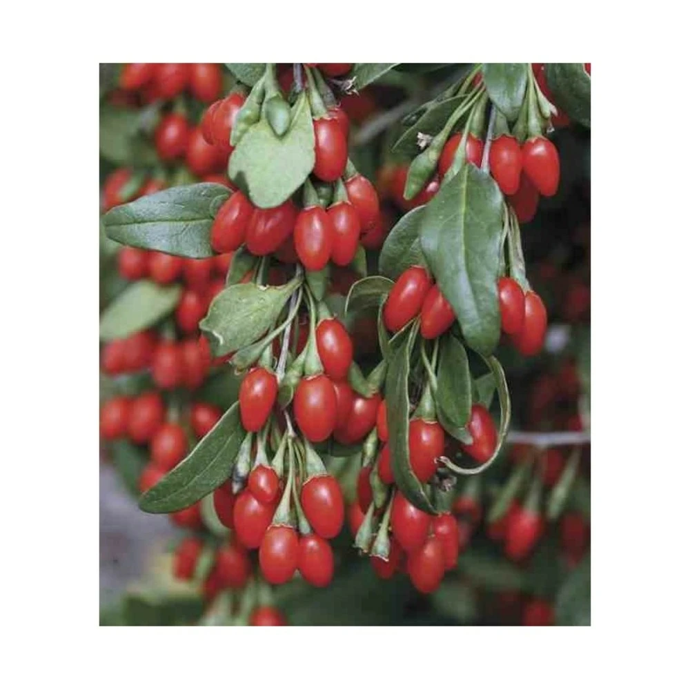 Lycium Barbarum (goji) Taille Pot De 2 Litres - 50/70 Cm - Rouge 3 Lycium Barbarum (goji) Taille Pot De 2 Litres - 50/70 Cm - Rouge – Image 3