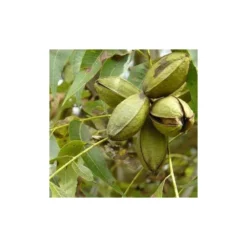 Carya Illinoinensis Adulte (noix De Pecan, Pacanier) Vert - Taille Pot De 25l - 160/180cm 6 Carya Illinoinensis Adulte (noix De Pecan, Pacanier) Vert - Taille Pot De 25l - 160/180cm -Promos Jardesia Magasin 64038bc1ed1d10.59943051