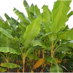 Collection De 3 Bananiers Rustiques -Promos Jardesia Magasin 64038bc36bab06.48656338