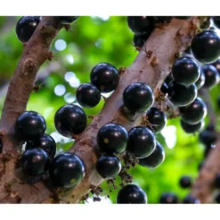 Myrciaria Cauliflora (jaboticaba, Guapuru, Vigne Brésilienne) Blanc - Taille Pot De 3 Litres - 50/60 Cm -Promos Jardesia Magasin 64038bc4edd6f0.34678884