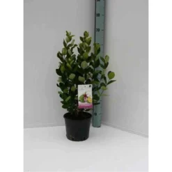 Acca Sellowiana (feijoa Ou Goyave Ananas) Rouge - Taille Pot De 7 Litres ? 100/120 Cm -Promos Jardesia Magasin 64038bcd7256f8.10095343
