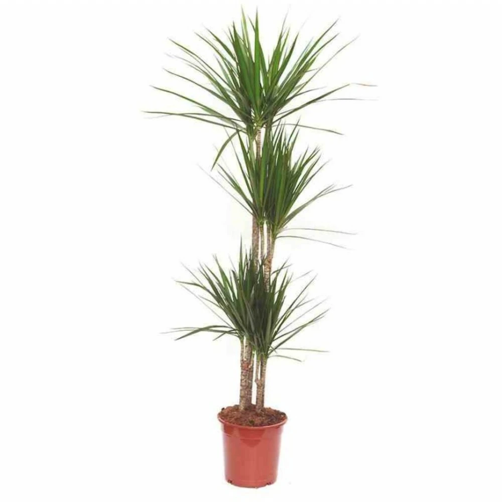 Dracaena Marginata 'green' (dragonnier) Taille Pot De 50l - 150/175cm 3 Dracaena Marginata 'green' (dragonnier) Taille Pot De 50l - 150/175cm – Image 3