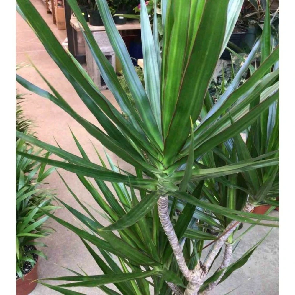 Dracaena Marginata 'green' (dragonnier) Taille Pot De 50l - 150/175cm 2 Dracaena Marginata 'green' (dragonnier) Taille Pot De 50l - 150/175cm – Image 2