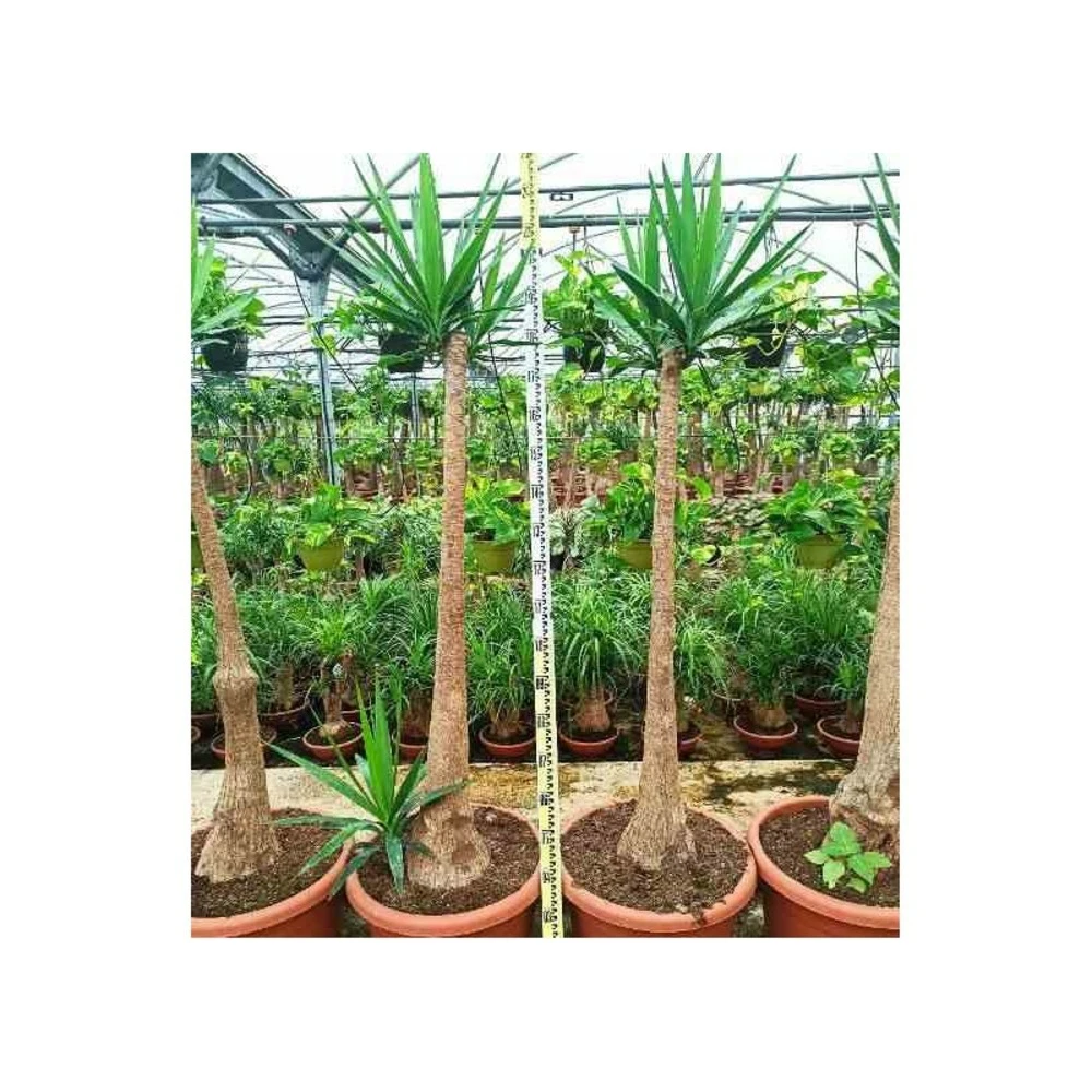 Yucca Elephantipes (yucca Pied D'éléphant) Blanc - Taille Pot De 20 Litres - 110/130 Cm 4 Yucca Elephantipes (yucca Pied D'éléphant) Blanc - Taille Pot De 20 Litres - 110/130 Cm – Image 4