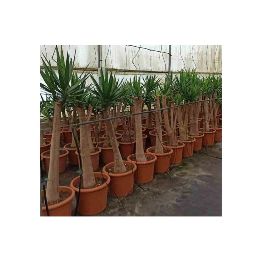 Yucca Elephantipes (yucca Pied D'éléphant) Blanc - Taille Pot De 20 Litres - 110/130 Cm 2 Yucca Elephantipes (yucca Pied D'éléphant) Blanc - Taille Pot De 20 Litres - 110/130 Cm – Image 2
