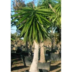 Yucca Elephantipes (yucca Pied D'éléphant) Blanc - Taille Pot De 20 Litres - 110/130 Cm