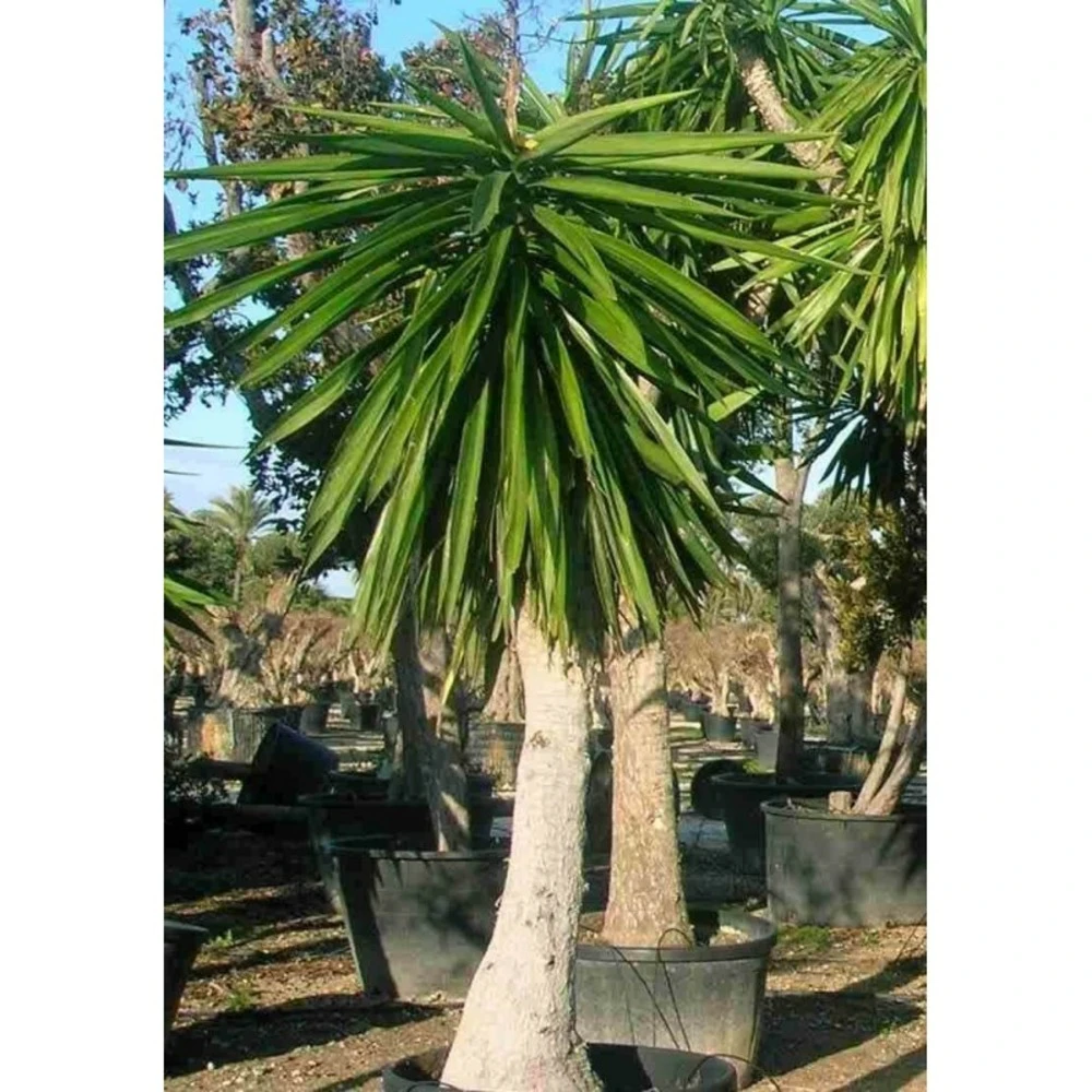 Yucca Elephantipes (yucca Pied D'éléphant) Blanc - Taille Pot De 20 Litres - 110/130 Cm 1 Yucca Elephantipes (yucca Pied D'éléphant) Blanc - Taille Pot De 20 Litres - 110/130 Cm
