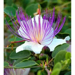 Capparis Spinosa (caprier) Blanc - Taille Pot De 2 Litres ? 20/30 Cm