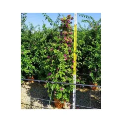 Bougainvillea Vera (bougainvillier Très Florifère) Taille Pot De 3.5l - 80/100cm 6 Bougainvillea Vera (bougainvillier Très Florifère) Taille Pot De 3.5l - 80/100cm -Promos Jardesia Magasin 64038c19062340.12754263