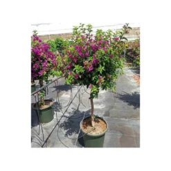Bougainvillea Vera (bougainvillier Très Florifère) Taille Pot De 3.5l - 80/100cm 7 Bougainvillea Vera (bougainvillier Très Florifère) Taille Pot De 3.5l - 80/100cm -Promos Jardesia Magasin 64038c190f47a0.95204682