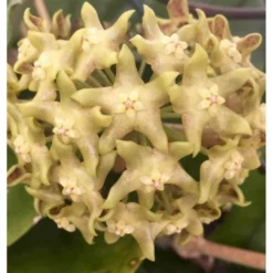 Hoya Lambii (fleur De Porcelaine, Fleur De Cire) Jaune - Taille Pot De 2 Litres - 20/40 Cm