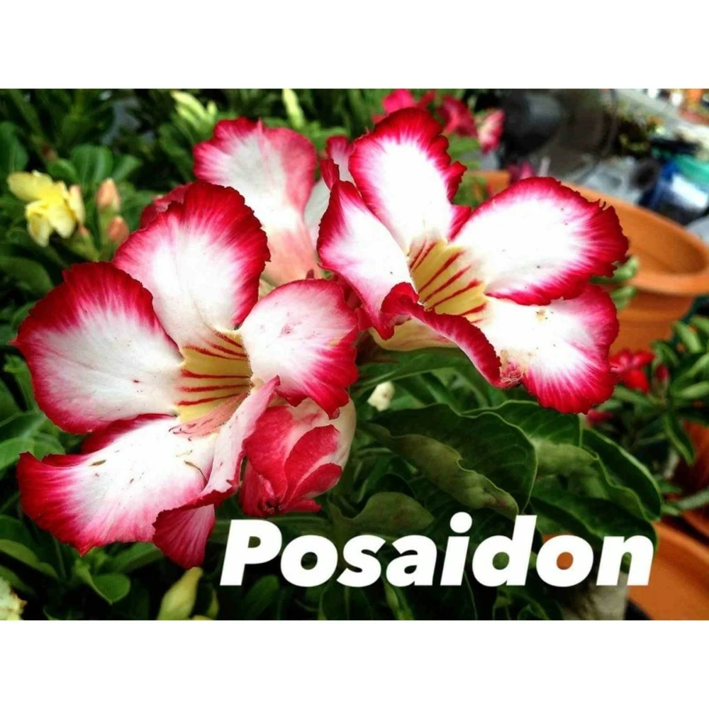 Adenium Obesum Cv.posaidon Rouge - Taille Caudex D'environ 150g 1 Adenium Obesum Cv.posaidon Rouge - Taille Caudex D'environ 150g