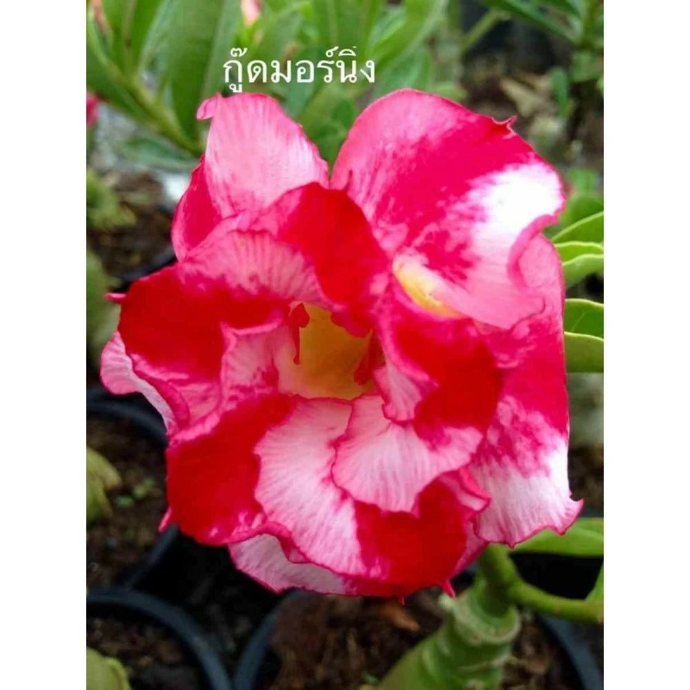Adenium Obesum Cv.good Morning Rouge - Taille Caudex D'environ 150g 1 Adenium Obesum Cv.good Morning Rouge - Taille Caudex D'environ 150g